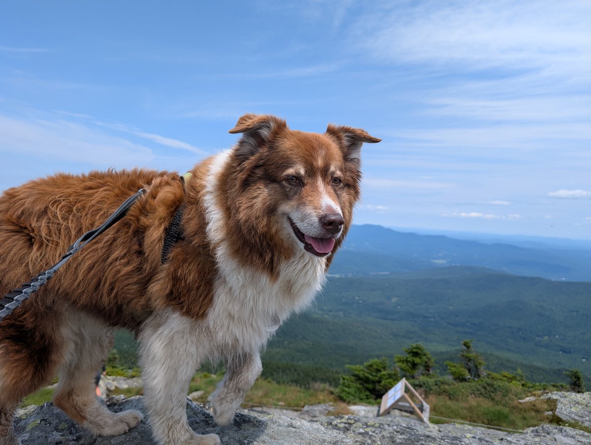 Ari Weitzman tweet media