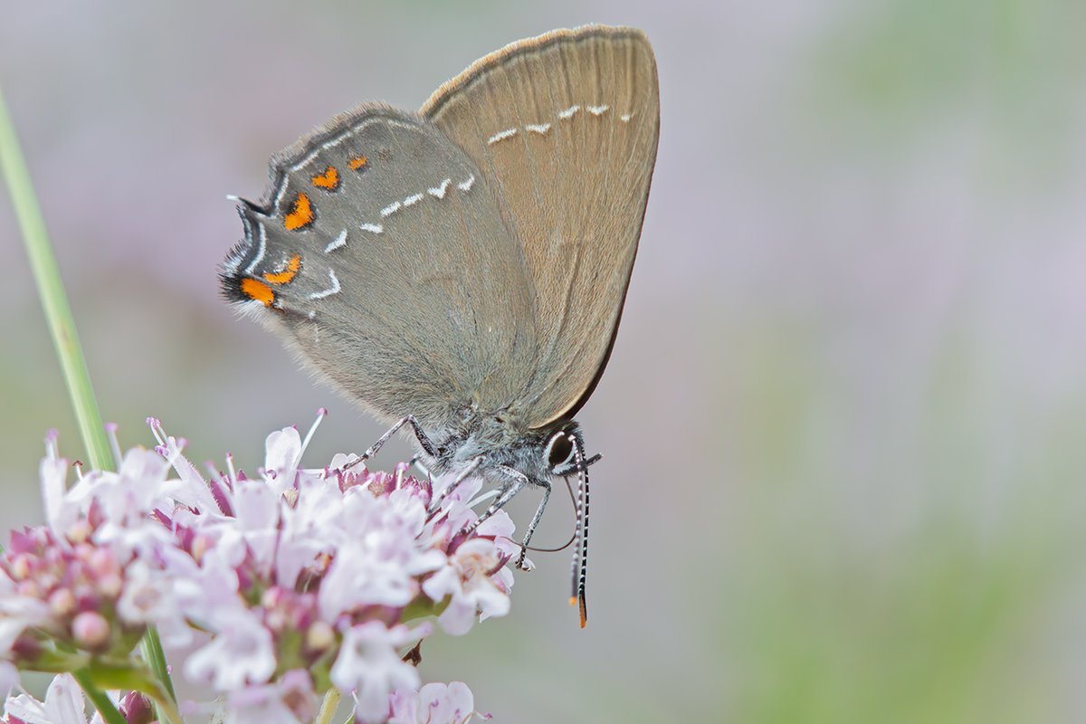 Pērn  ozolu astainīši bariem lidinājās garākajā dienā - šogad man šodien bija pirmie, bet nu es neesmu nekāds atskaites punkts, jo izeju tauriņus paskatīties, tomēr, samērā reti 😆