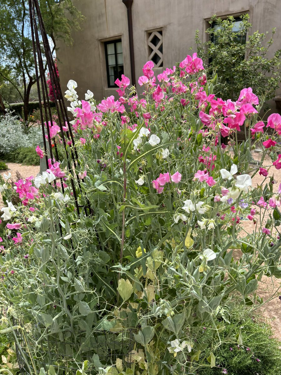 AliceMartin8's tweet image. “A flower does not think of competing with the flower next to it. It just blooms.” 💕-Zen Shin