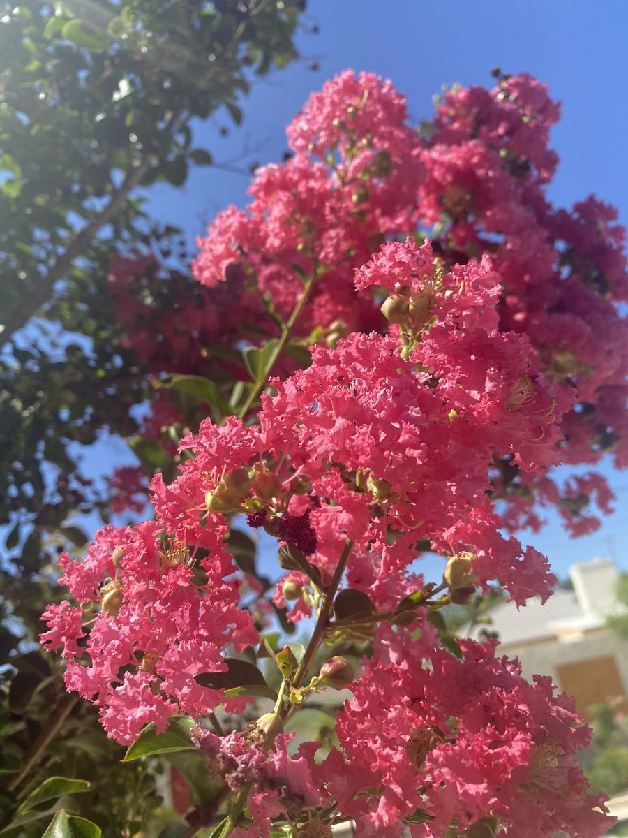 AliceMartin8's tweet image. “A flower does not think of competing with the flower next to it. It just blooms.” 💕-Zen Shin