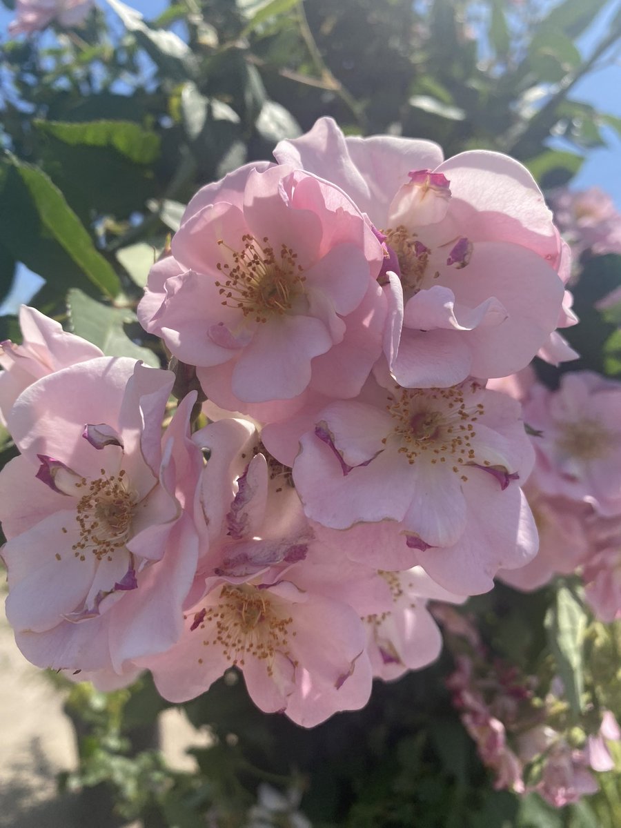 AliceMartin8's tweet image. “A flower does not think of competing with the flower next to it. It just blooms.” 💕-Zen Shin