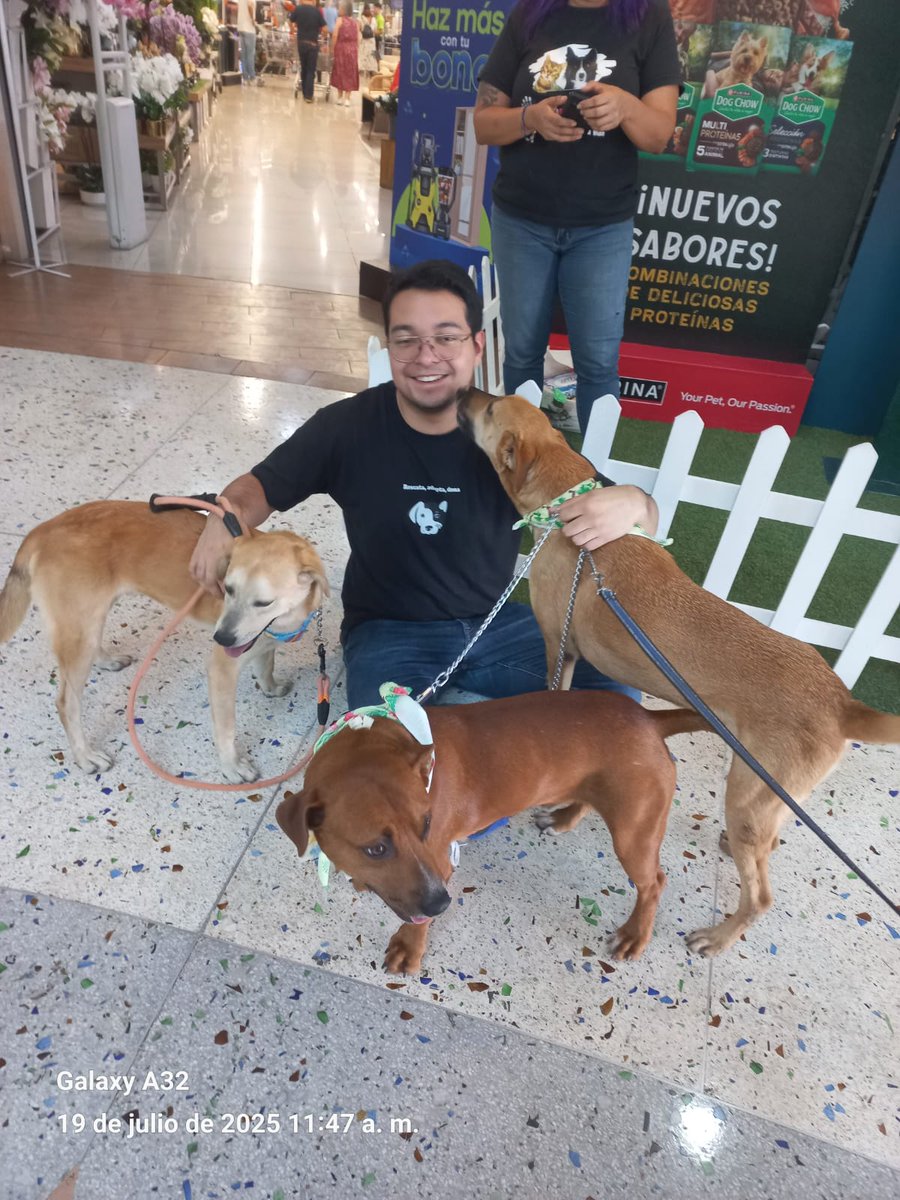 guatexanimales2's tweet image. Feria de adopción en CEMACO zona 10 gracias a Purina Dog Chow Centroamérica por su apoyo y al grupo de voluntarios por apoyar a promover las adopciones.
#voluntarios 
#feria #AdoptaNoCompres