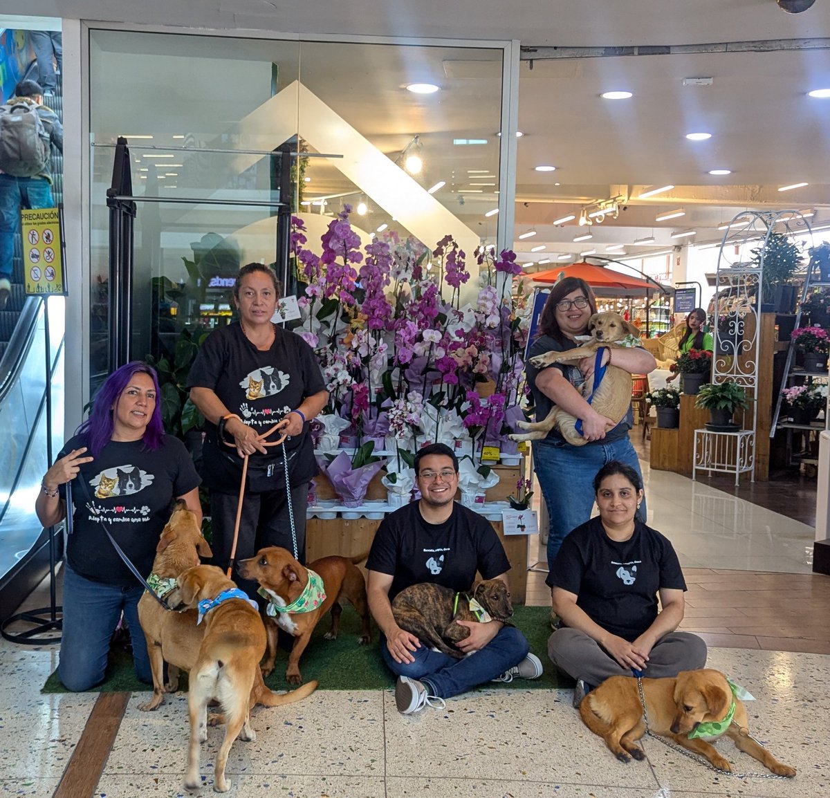 guatexanimales2's tweet image. Feria de adopción en CEMACO zona 10 gracias a Purina Dog Chow Centroamérica por su apoyo y al grupo de voluntarios por apoyar a promover las adopciones.
#voluntarios 
#feria #AdoptaNoCompres
