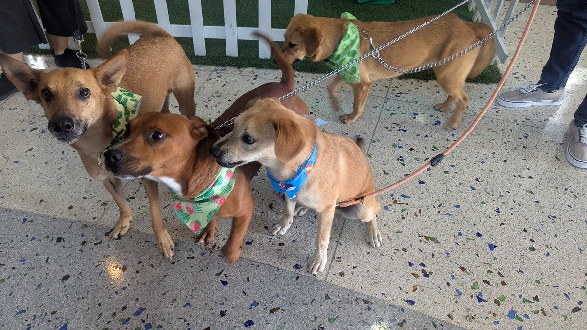 guatexanimales2's tweet image. Feria de adopción en CEMACO zona 10 gracias a Purina Dog Chow Centroamérica por su apoyo y al grupo de voluntarios por apoyar a promover las adopciones.
#voluntarios 
#feria #AdoptaNoCompres