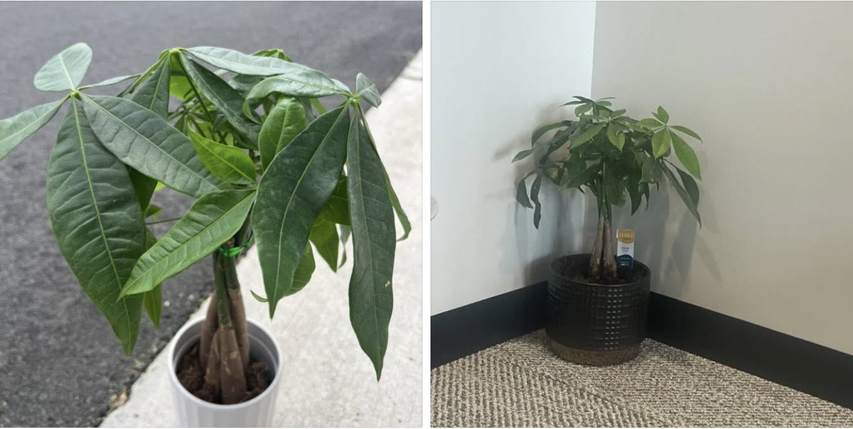 angela_purser's tweet image. I absolutely love this money tree! Probably one of my best plant purchases ever! 🥰😘🥰😘