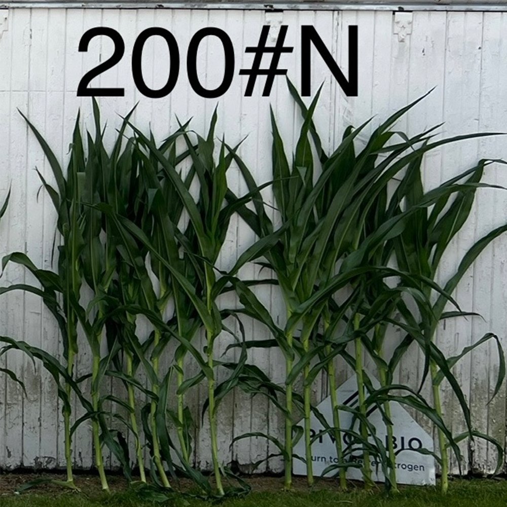 Pivot Bio (@pivotbio) on Twitter photo In Champaign County, IL, this grower allowed Pivot Bio agronomist <a href="/AllenP08/">Allen Parrish</a> to do three different Total Nitrogen Applied levels throughout the whole field. He then split the planter with Pivot Bio's PROVEN 40-treated corn and untreated check corn. The results are visual and In Champaign County, IL, this grower allowed Pivot Bio agronomist <a href="/AllenP08/">Allen Parrish</a> to do three different Total Nitrogen Applied levels throughout the whole field. He then split the planter with Pivot Bio's PROVEN 40-treated corn and untreated check corn. The results are visual and