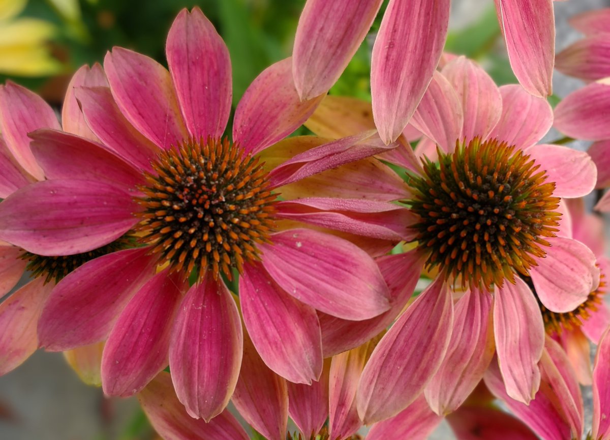 おはようございます
気温 21℃
今日の最高気温 33℃

今朝のお天気は晴れ🌞
日中もおおむね晴れの予報

今年も開催される
関西ハムフェア

昨日は用事があったので
今日は行ってみようかと思います

別に買うものは？

頑張っていきましょう👊
良い週末をお過ごしください☺
#アマチュア無線
#イマソラ