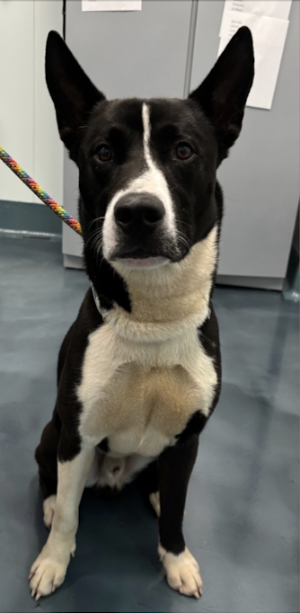 BeeDoDoobieDo's tweet photo. J🔸A🔸C🔸K🔸I🔸E 🆕intake at Queens ACC
https://t.co/cmW4yMLeoa 💗Looking for LOVE
What a handsome lad,4⃣yrs old and ready to be
YOUR reason to get outdoors🏕️🥾 A more eager & willing friend you'll not find~arrange a meeting with 👋 him as soon as possible - make him smile😀 https://t.co/W7MAf8P5iQ