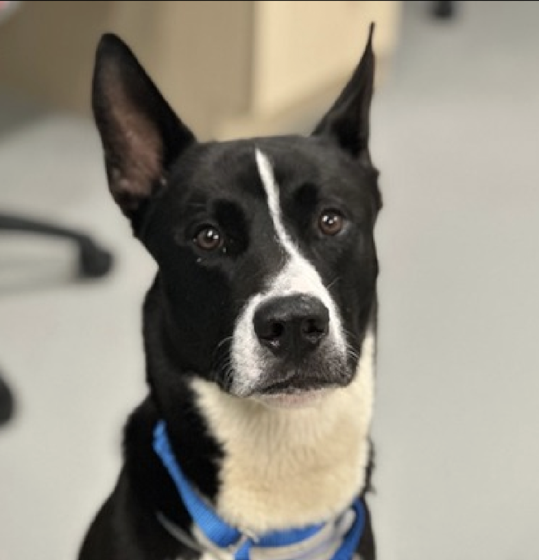 BeeDoDoobieDo's tweet photo. J🔸A🔸C🔸K🔸I🔸E 🆕intake at Queens ACC
https://t.co/cmW4yMLeoa 💗Looking for LOVE
What a handsome lad,4⃣yrs old and ready to be
YOUR reason to get outdoors🏕️🥾 A more eager & willing friend you'll not find~arrange a meeting with 👋 him as soon as possible - make him smile😀 https://t.co/W7MAf8P5iQ