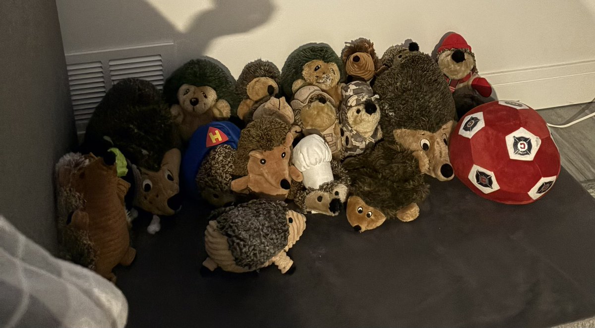 Little person finally admitted defeat and hired someone to come clean. They set all my Hedgies up on my basement bed.