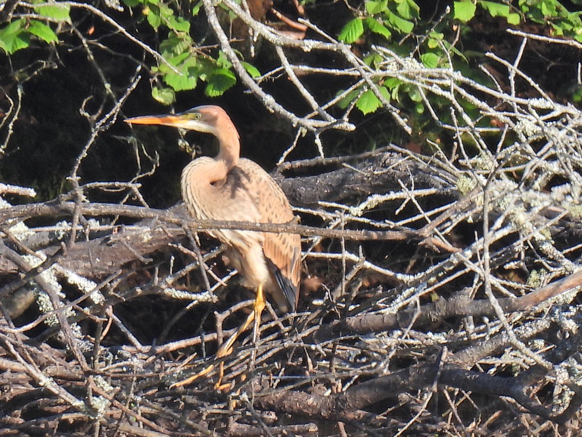 justine_dennett's tweet photo. First post in a long time, so pleased to be able to share a few pics of the purple heron @studlandbirds @harbourbirds @DorsetBirdClub https://t.co/riNS0ATzx7