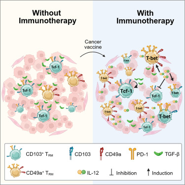 TGF-β and IL-12 conversely orchestrate formation of CD103+ CD8 tumor-resident memory T cells to regulate response to therapeutic cancer vaccine
cell.com/iscience/fullt…