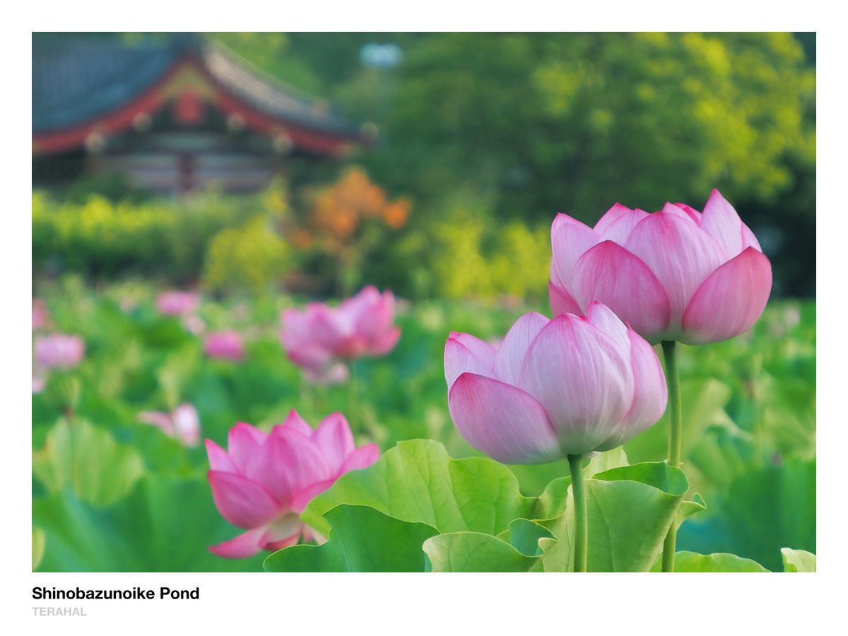 ♡花♡蓮 大賀蓮 by sam777 （ID：13057644） - 写真共有サイト:PHOTOHITO
