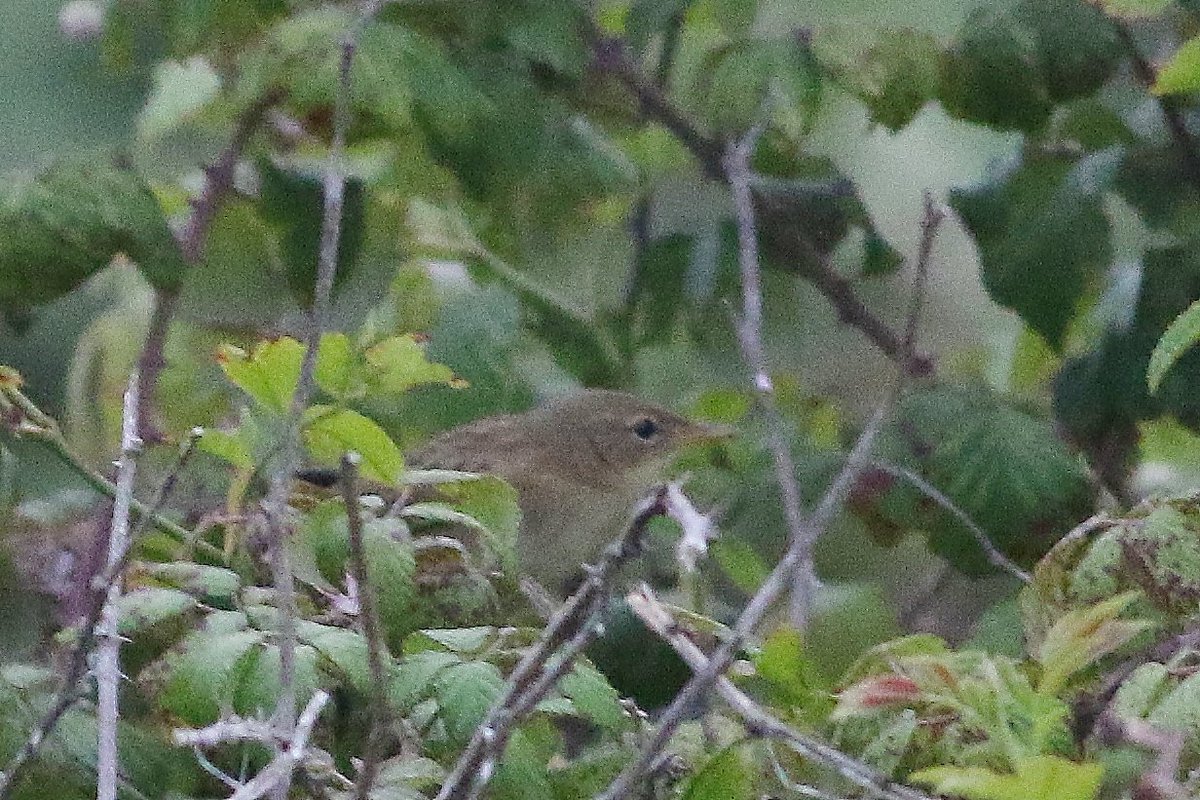 Peter Moore (@petermo03067857) on Twitter photo A good w/e for the non-motorised year list with Purple Heron last night at Studland and Grasshopper Warbler this AM nr Swanage - 42 miles cycled with just 4 hrs sleep in between as the Heron didn't appear until 2115 and Gropper is an early bird! <a href="/harbourbirds/">Birds of Poole Harbour</a> <a href="/DorsetBirdClub/">Dorset Bird Club</a> A good w/e for the non-motorised year list with Purple Heron last night at Studland and Grasshopper Warbler this AM nr Swanage - 42 miles cycled with just 4 hrs sleep in between as the Heron didn't appear until 2115 and Gropper is an early bird! <a href="/harbourbirds/">Birds of Poole Harbour</a> <a href="/DorsetBirdClub/">Dorset Bird Club</a>