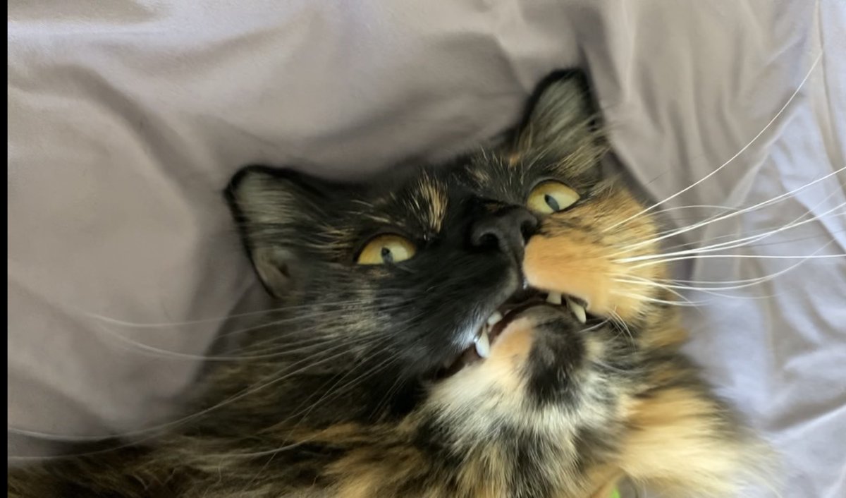 Victoria tweet media