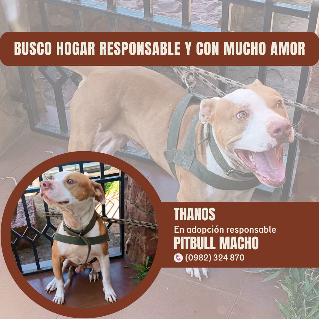 Buscamos casa para el bebé Thanos, es super bueno, tiene 5 años y todas las vacunas 🙌🏻🙌🏻🙌🏻
Se agradece el rt para llegar a más personas..