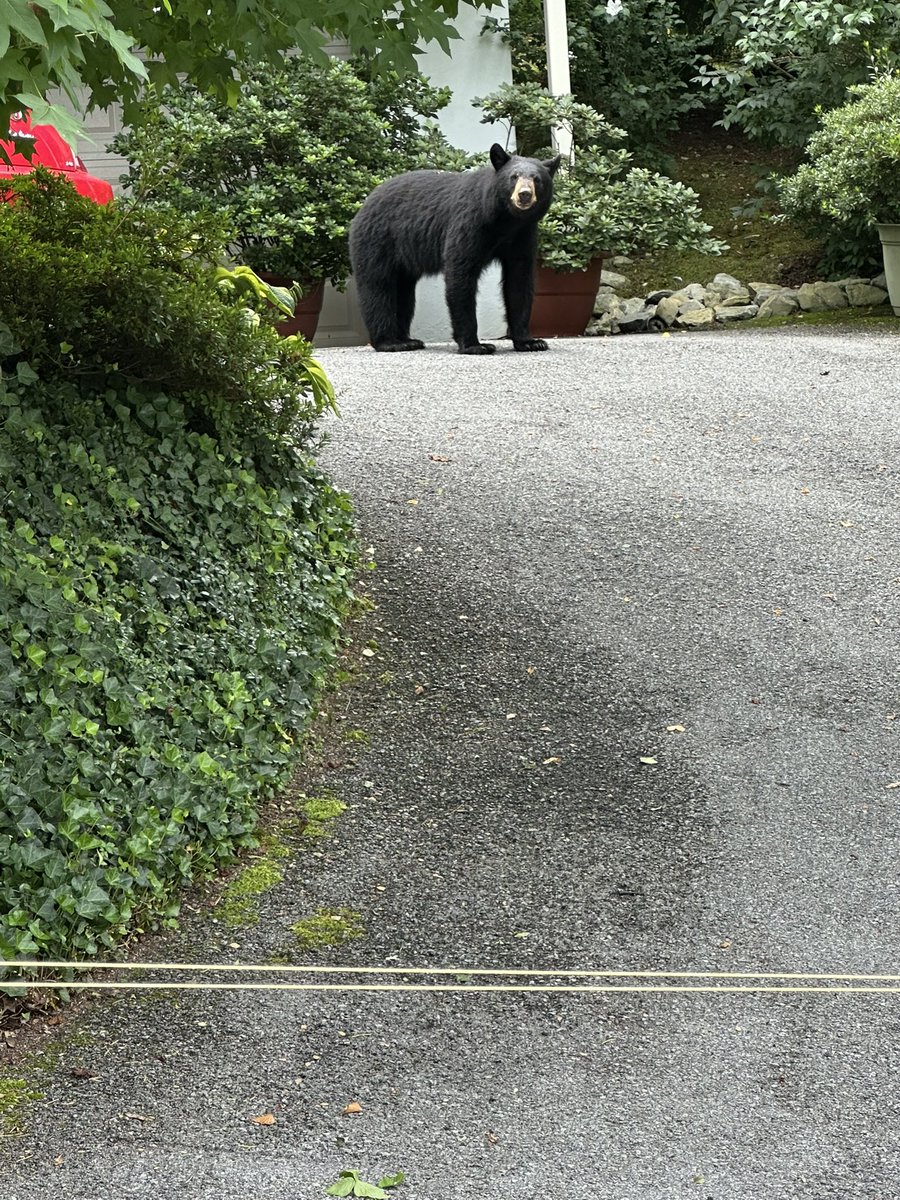 Ryan Lydon 2028 Kicker (@ryanlydon8) on Twitter photo Gatlinburg, am I right. <a href="/KohlsKicking/">Kohl's Kicking Camps</a> you never said beware of bears on this trip.
Charted 11-20 today on pro posts. Was 17-20 if on high school posts. Gotta get better. Made both 55’s go figure.
Did great on kickoffs. Averaged 66 yards and 3.65 hang.
One more day tomorrow. Gatlinburg, am I right. <a href="/KohlsKicking/">Kohl's Kicking Camps</a> you never said beware of bears on this trip.
Charted 11-20 today on pro posts. Was 17-20 if on high school posts. Gotta get better. Made both 55’s go figure.
Did great on kickoffs. Averaged 66 yards and 3.65 hang.
One more day tomorrow.