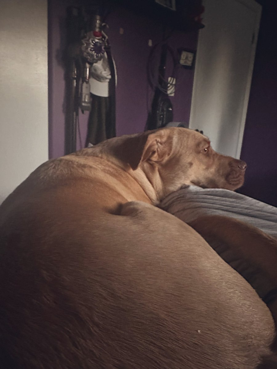 BreadianROBLOX's tweet image. My dog never leaves me alone and always tries to lay near me or behind me when I’m trying to get work done