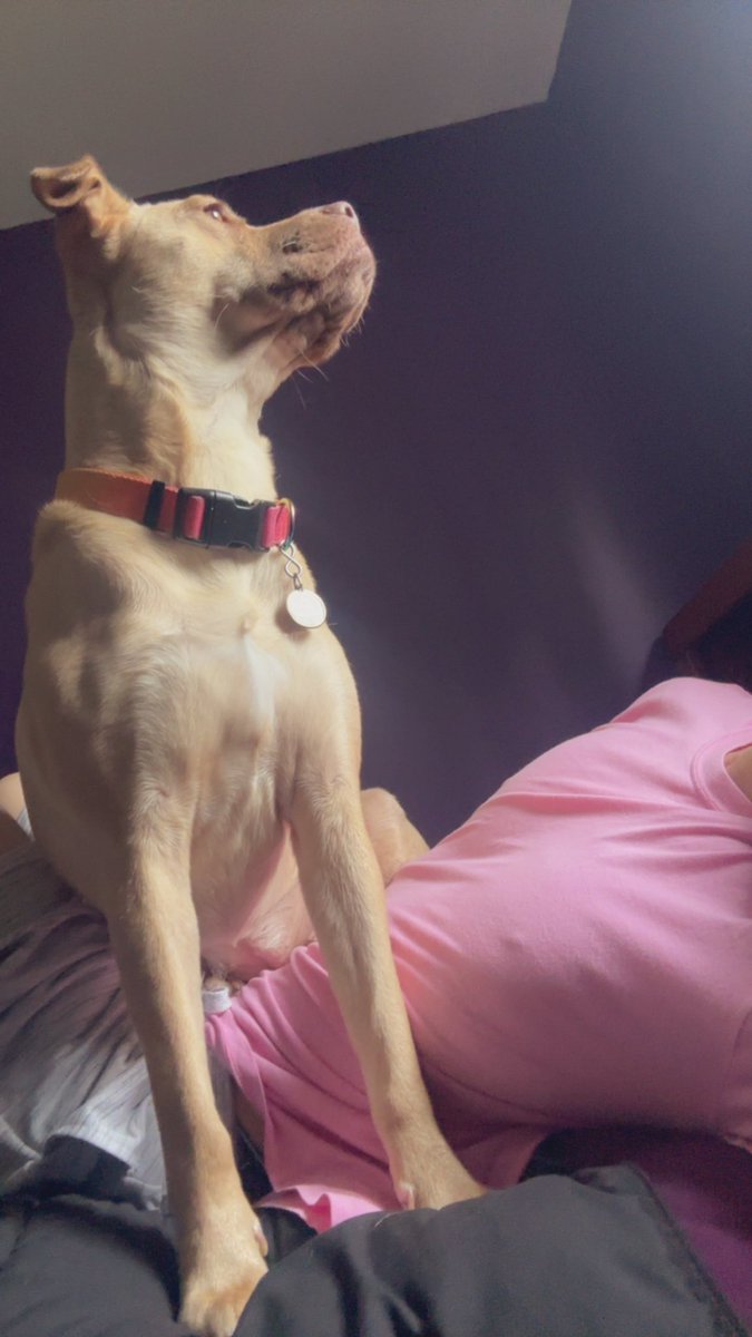 BreadianROBLOX's tweet image. My dog never leaves me alone and always tries to lay near me or behind me when I’m trying to get work done