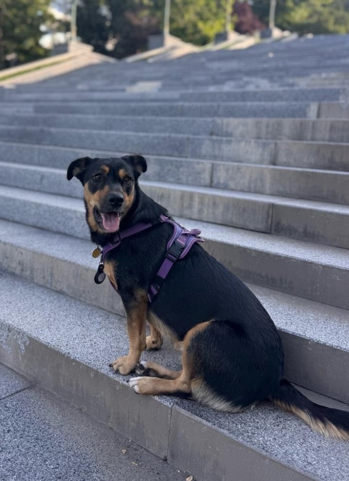 frontlinekit's tweet image. I just want to say thank you all for your kind words since my last post.
I've been to the doctor; they're trying to figure out what's wrong. I have my first inhaler ever.
Our friends on the front just got hit by a KAB bomb; many are hurt 💔
Tosiya is happy and enjoying life 🐶