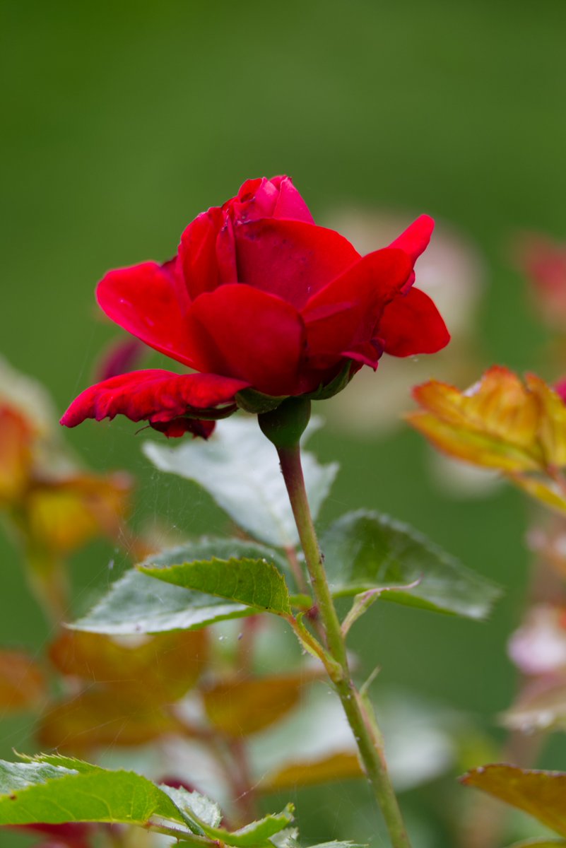 Run_fly_Smile's tweet image. I can do things you cannot, you can do things I cannot; together we can do great things 馃槉
Mother Teresa
#Oneness #Together #Rose #MotherTeresa