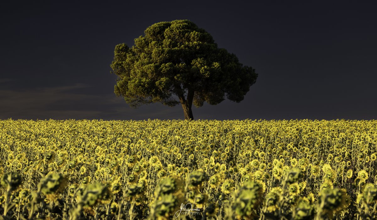 Pino solitario en medio de un campo de girasoles. Atardecer de hoy 19 de julio cerca de la carretera de La Alberca de Záncara a Carrascosa de Haro, Cuenca.