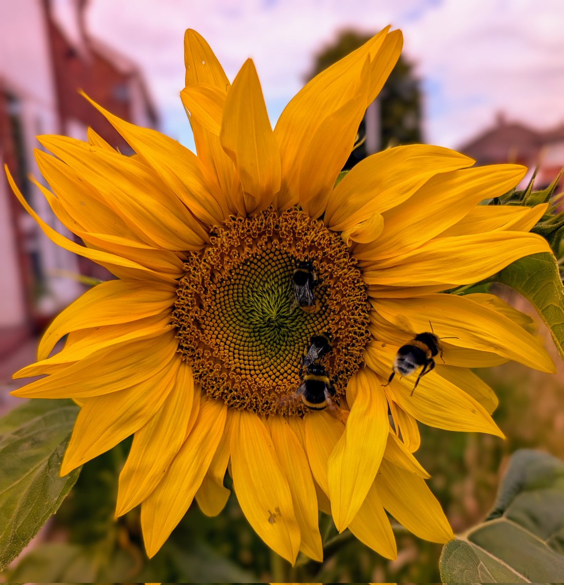 adventurous_moomin tweet media