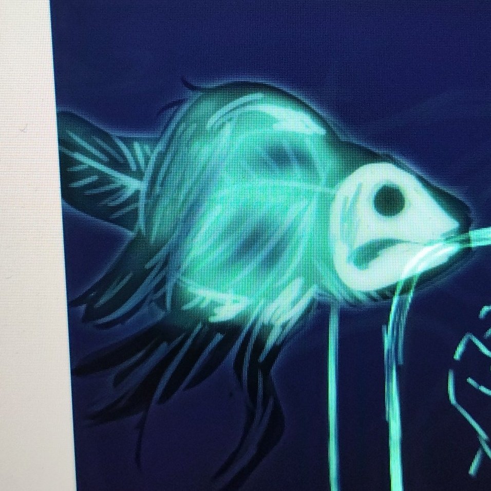 peggysideup's tweet image. anyone up for ghost bettas? no? well more for me