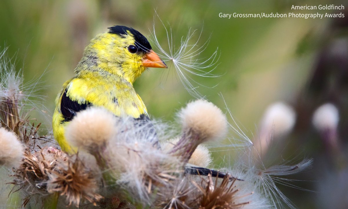 audubonsociety's tweet image. Our #PlantsForBirds database makes growing native plants easy! Use your zip code to find native plants best fit for your area and your local birds: bit.ly/452pBzY