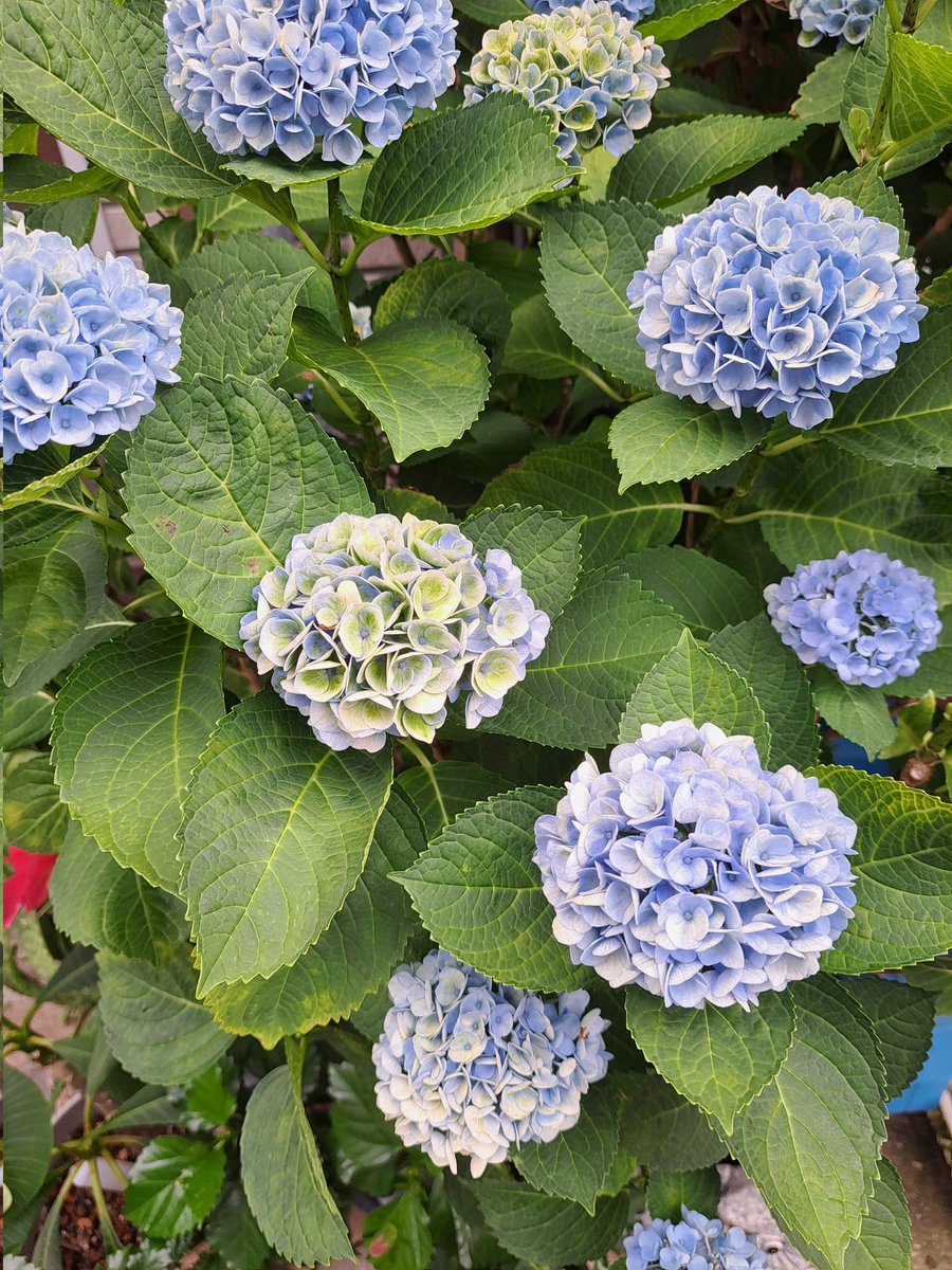 花壇の花です。