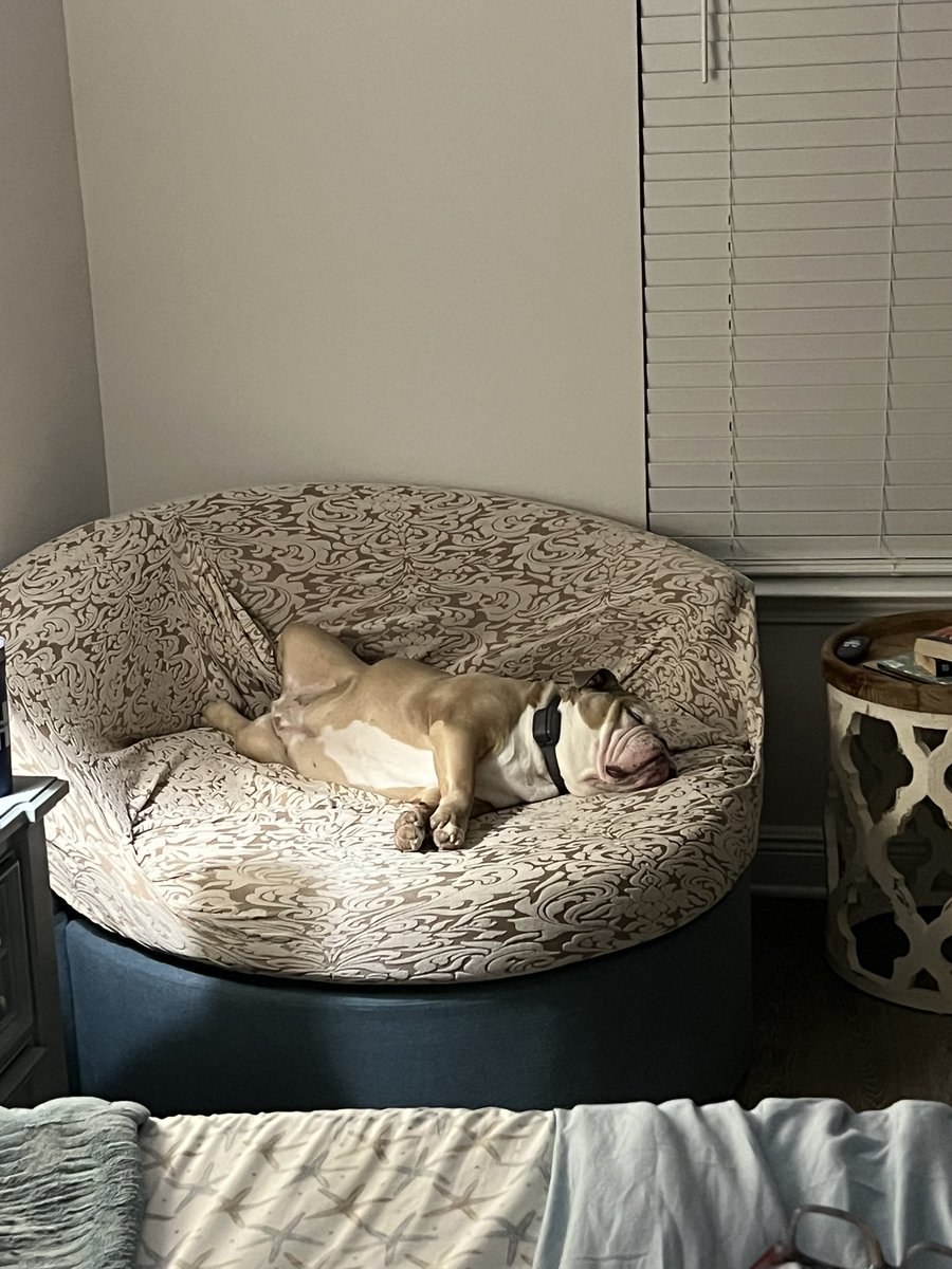 Phil_Sledge's tweet image. Post the latest photo of your pet or pets.
Here is one from @GraceGriffith7, part of our great community, chosen as the picture of the livestream.
No cheating 🪴
