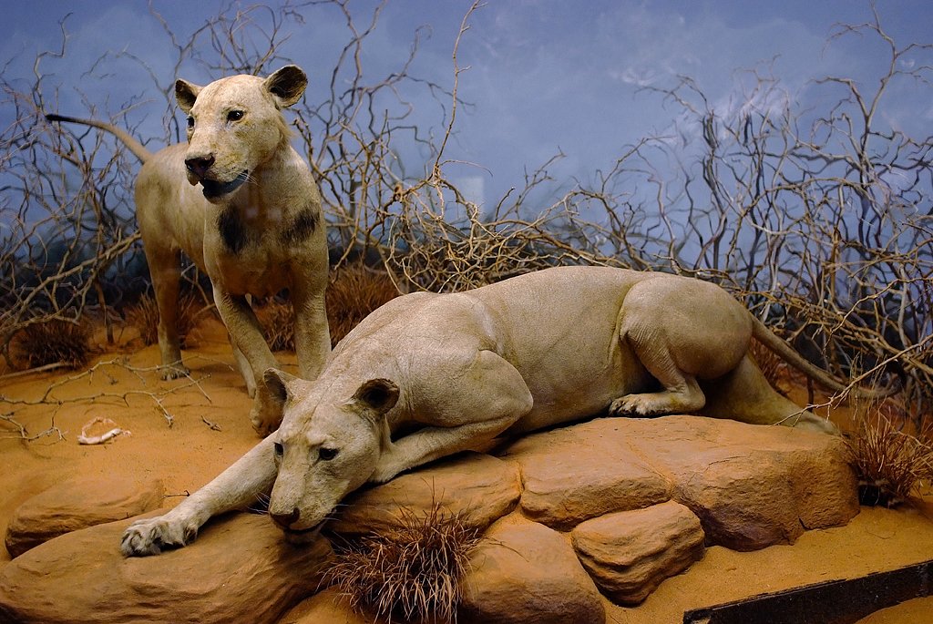 TheRedRaptor65's tweet image. Remember when there was that fake Jurassic World: Rebirth leak about how there would be a pair of T. rex brothers based on the Lions of Tsavo?
They should actually do that