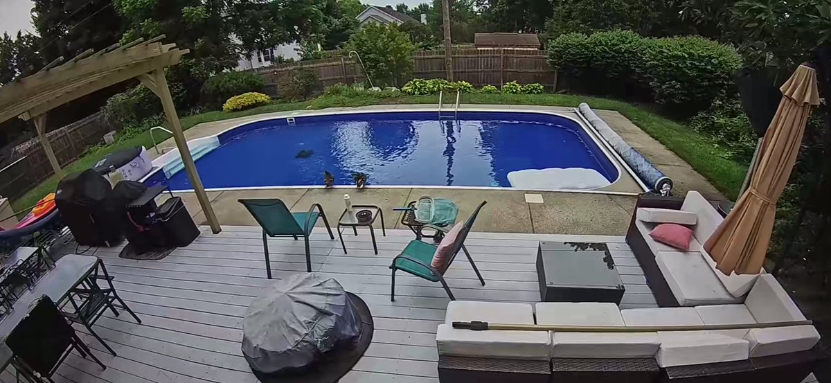 laceyjmeeks's tweet image. Barb and George are NOT impressed with the Chinese spyware in our pool. 

IYKYK