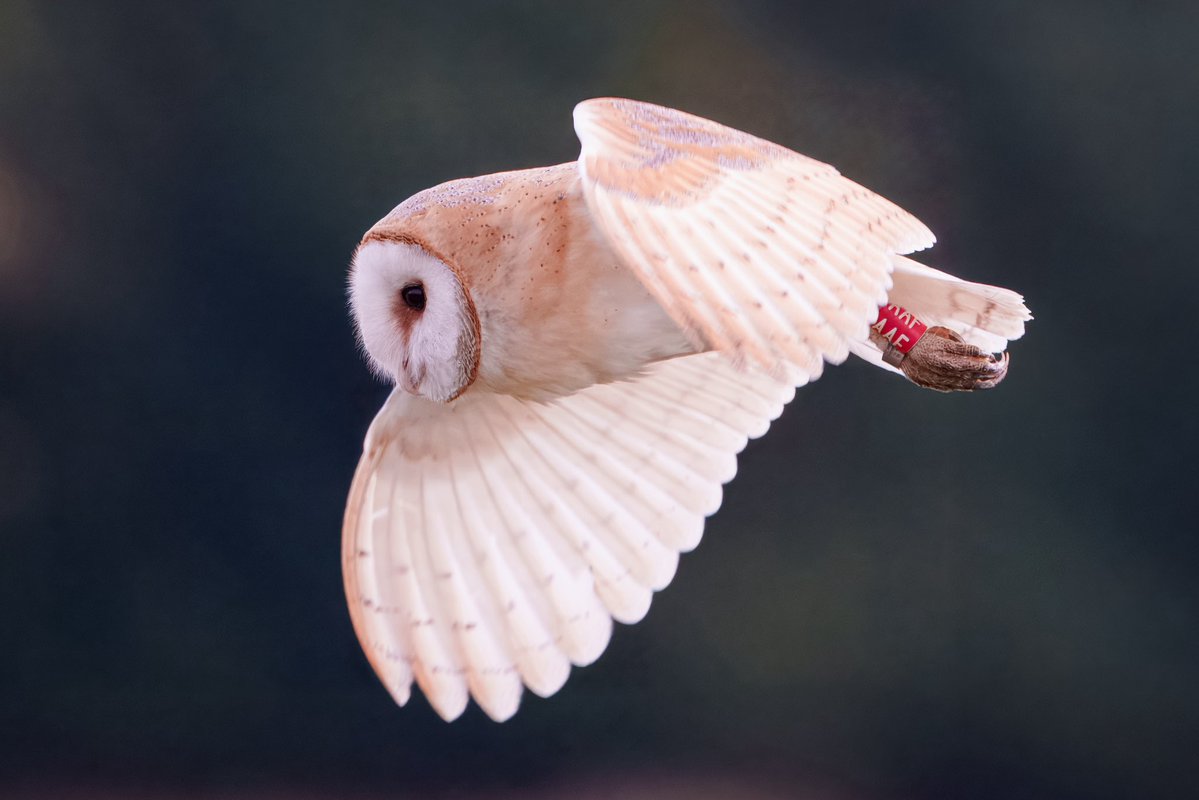 stancoddles's tweet image. Early outing for this Barn Owl (AAF
) after the heavy rain