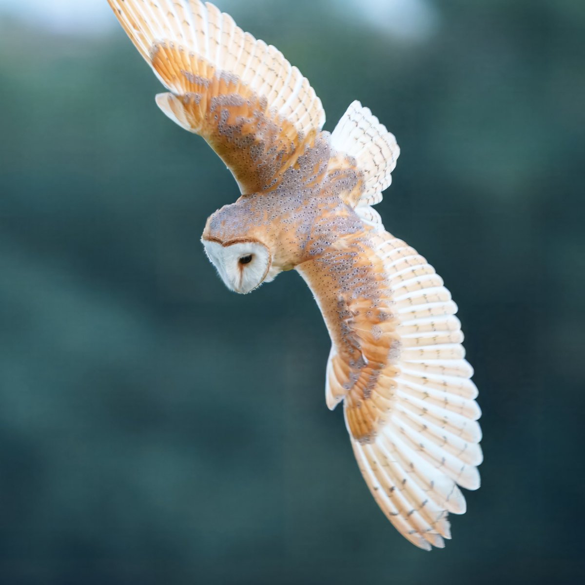 stancoddles's tweet image. Early outing for this Barn Owl (AAF
) after the heavy rain