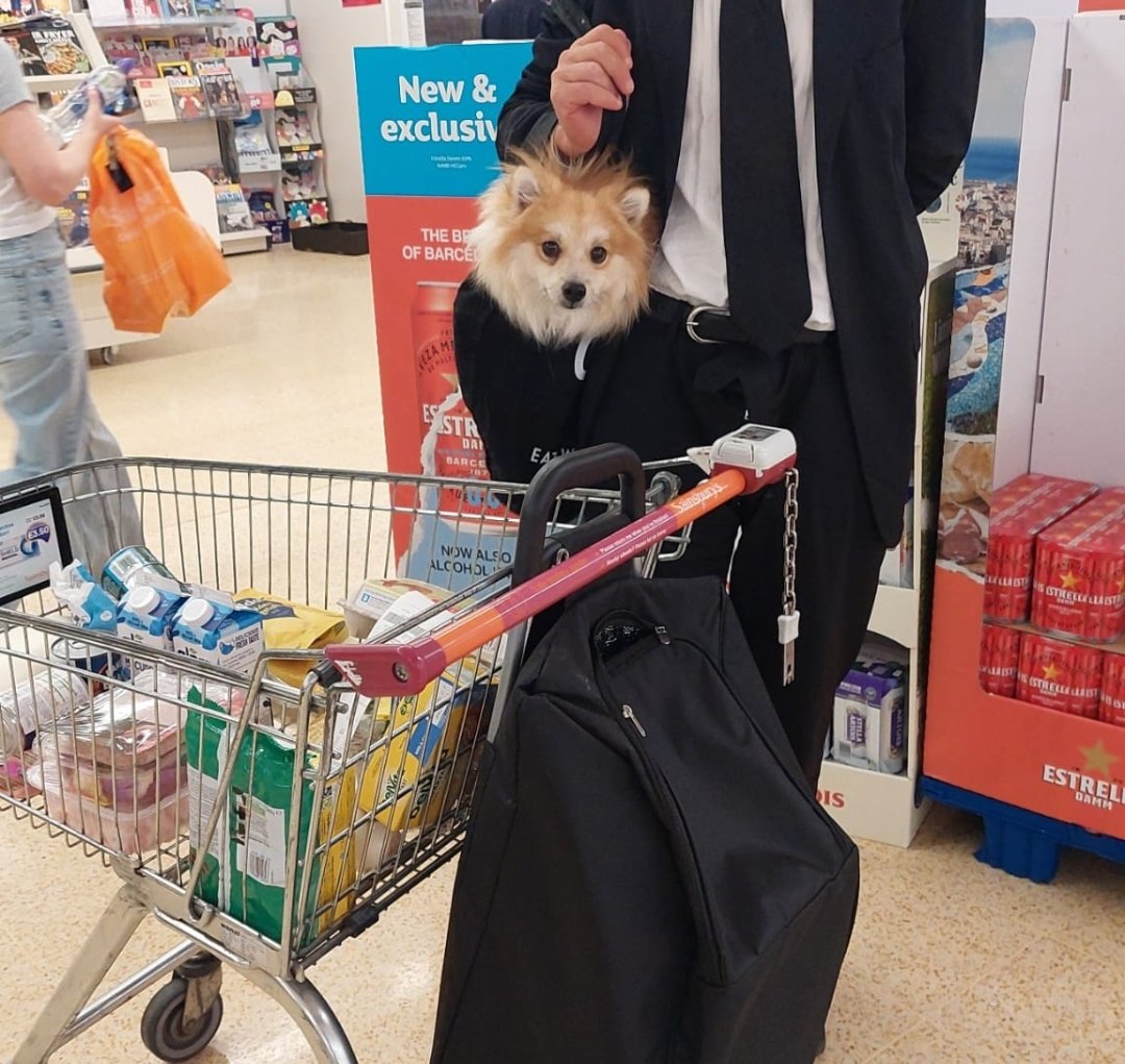 Popped into Saino's this evening to meet Laura so we could go home together and honestly cannot believe she took Ronnie round the supermarket in a little bag 🤣

Apparently he loved it 😍