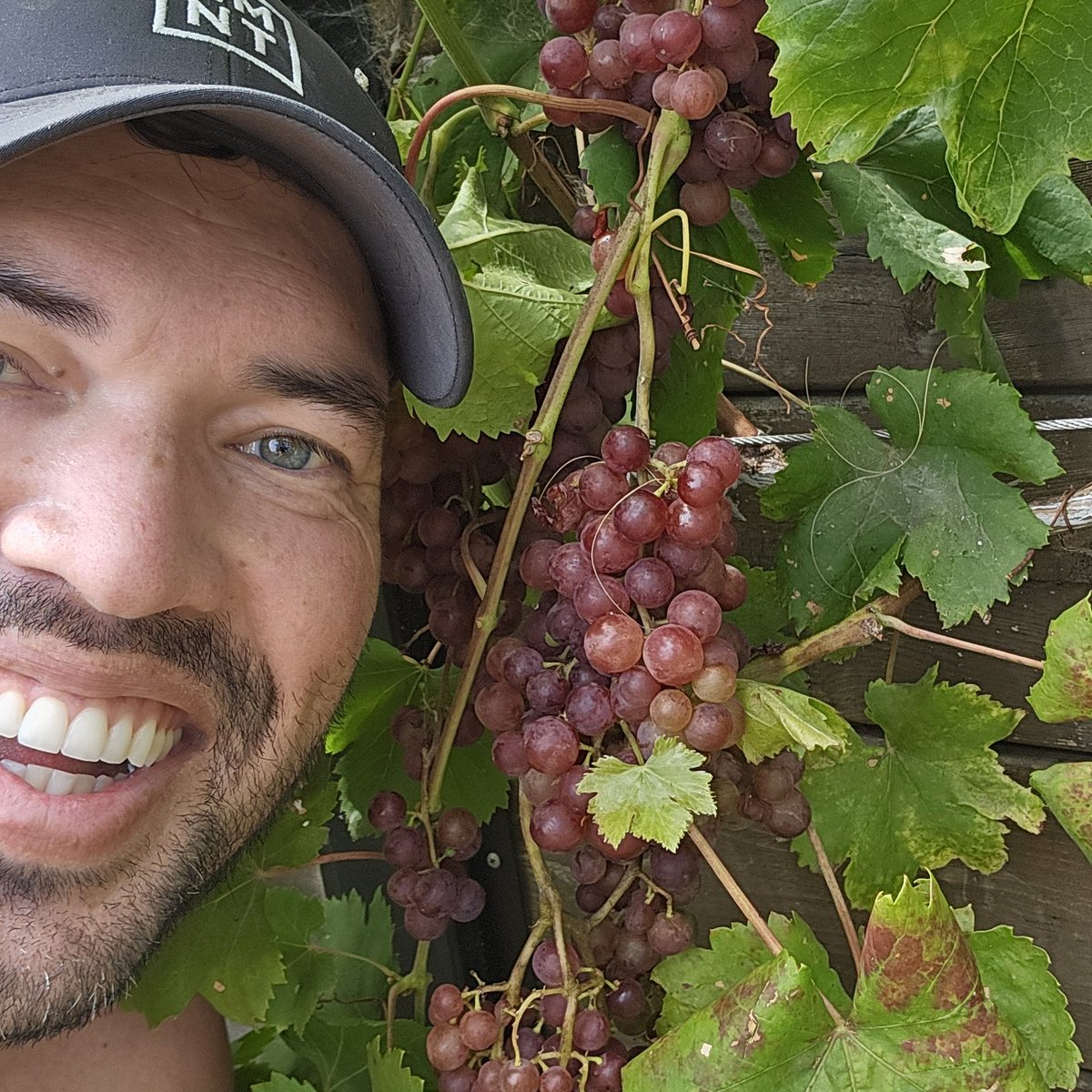 KevinEspiritu's tweet image. Took me 3yr to successfully grow grapes, but it's a bumper crop this year!