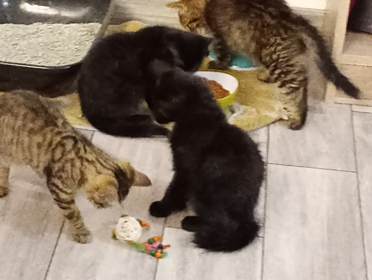 Difficile de les avoir tous les quatre. Mais comme c'est l'heure de jeu. De gauche à droite: Alpha, Gamma, Epsilon et Delta. <a href="/medandcats/">Sunshine</a> <a href="/Sandra_Congress/">Sandra 🐦nommée ChoupiQueen (parfois pas choupi)</a>