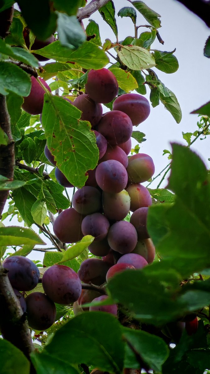 Well the plums are looking good this year.