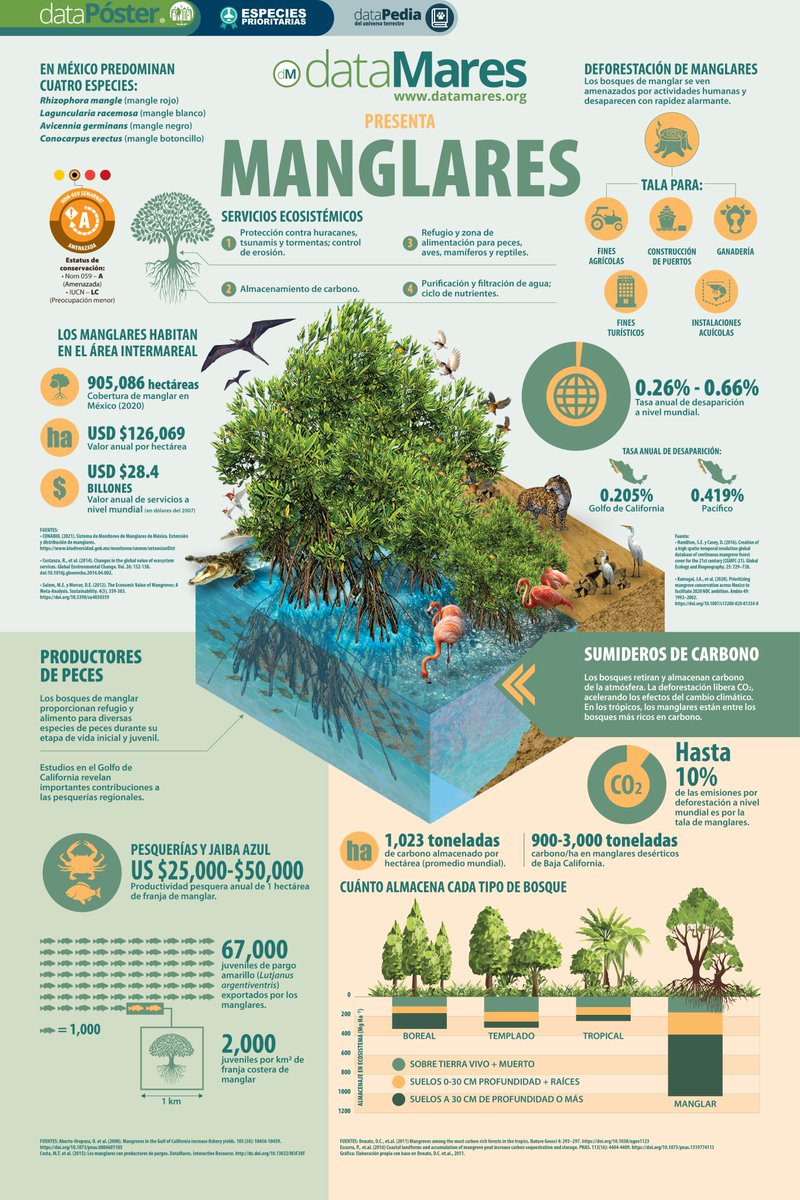 🌱 ¿Sabías que México es el 4o país con mayor cobertura de bosques de #manglar?

🔎 Explora y descarga el #dataPoster completo:
datamares.org/preview/dp_man…

#conservacion #especieprioritaria #biodiversidad #carbonoazul