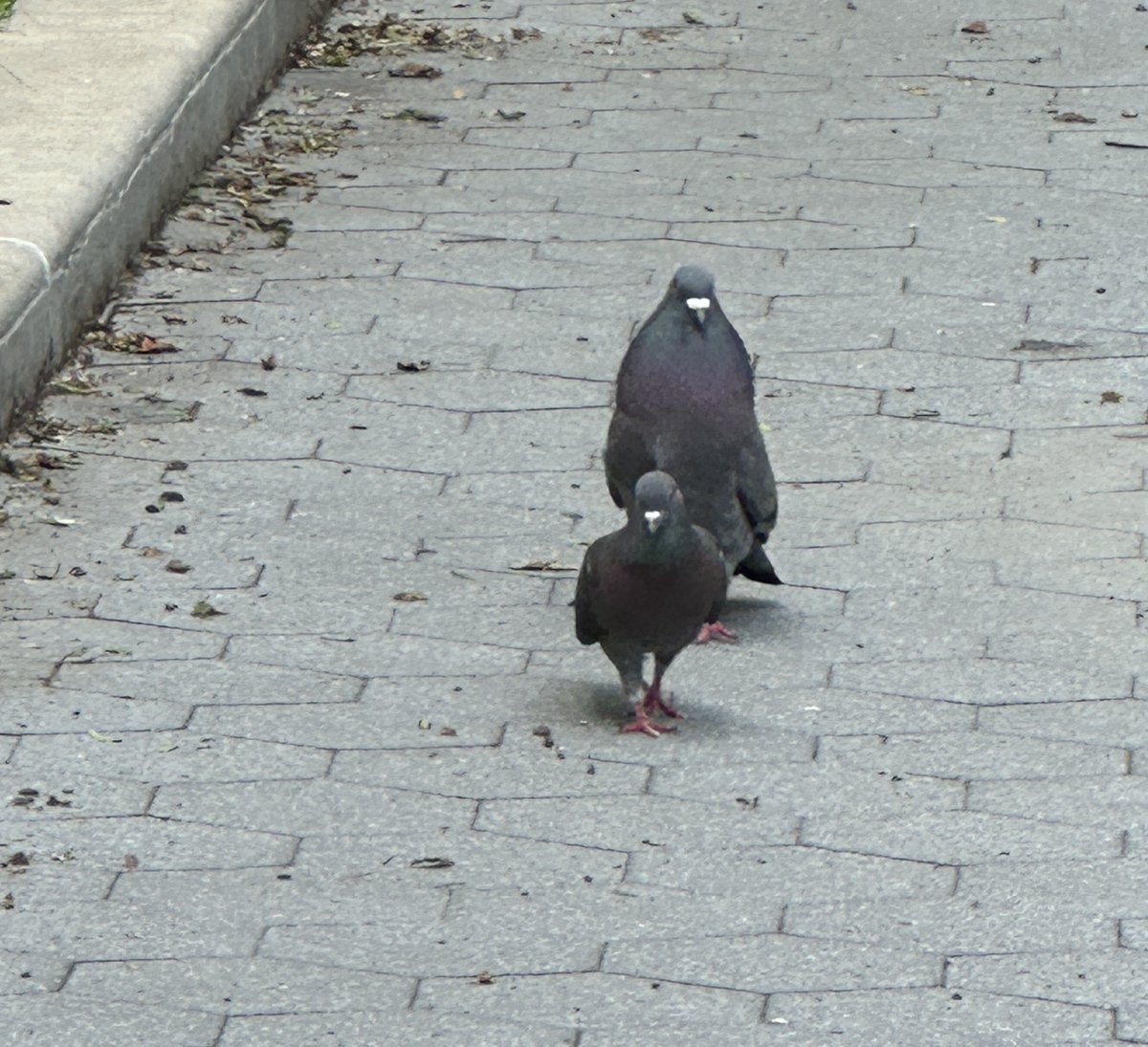 HormoneHangover's tweet image. what is this pigeon behavior?? she's power walking away and he's waddling after with his giant neck puff... like excuse me ma'am, is this guy bothering you?