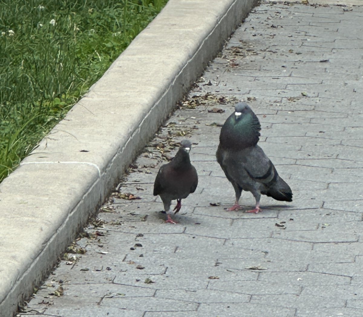 HormoneHangover's tweet image. what is this pigeon behavior?? she's power walking away and he's waddling after with his giant neck puff... like excuse me ma'am, is this guy bothering you?