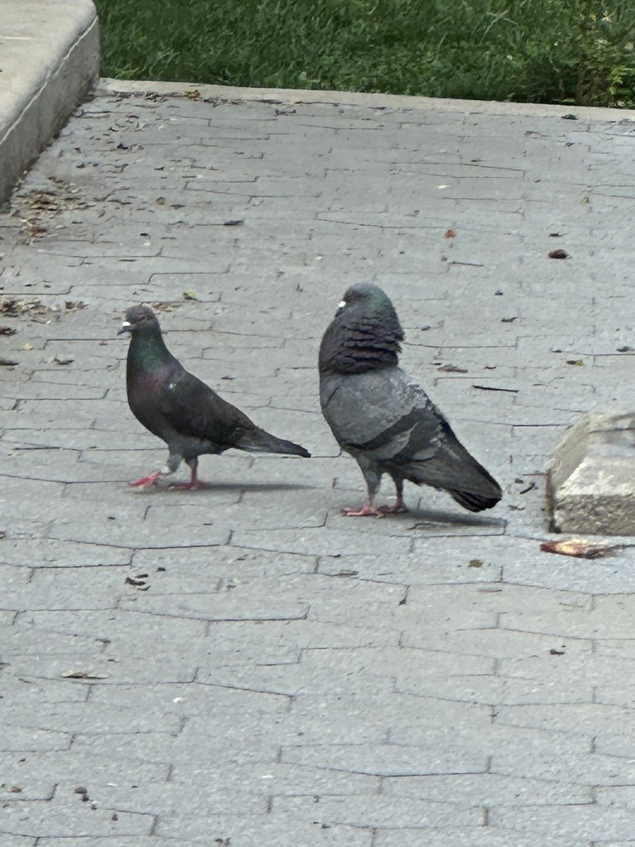 HormoneHangover's tweet image. what is this pigeon behavior?? she's power walking away and he's waddling after with his giant neck puff... like excuse me ma'am, is this guy bothering you?