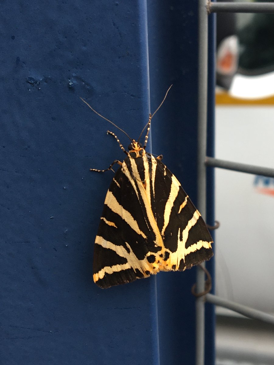 Local wildlife. Two Jersey Tiger moths (Euplagia quadripunctaria) in the car park area at Sutton Station this afternoon. #londonwildlife