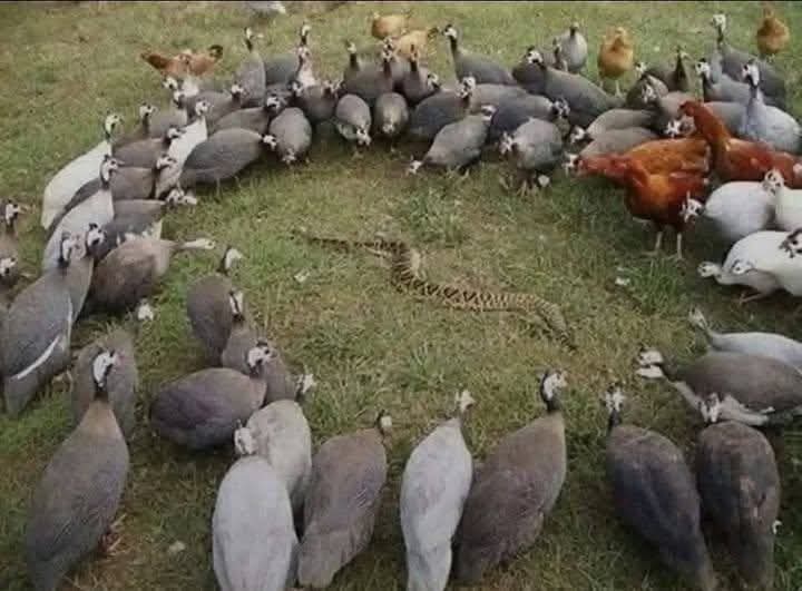Sciencepostcard's tweet image. A Guinea Fowl lives mostly in rural areas, distinguished by its high sense of security! As soon as it notices any strange movement in its territory – whether it's a snake, a fox, or an unfamiliar human – it lets out a loud, collective alarm that attracts everyone's attention.