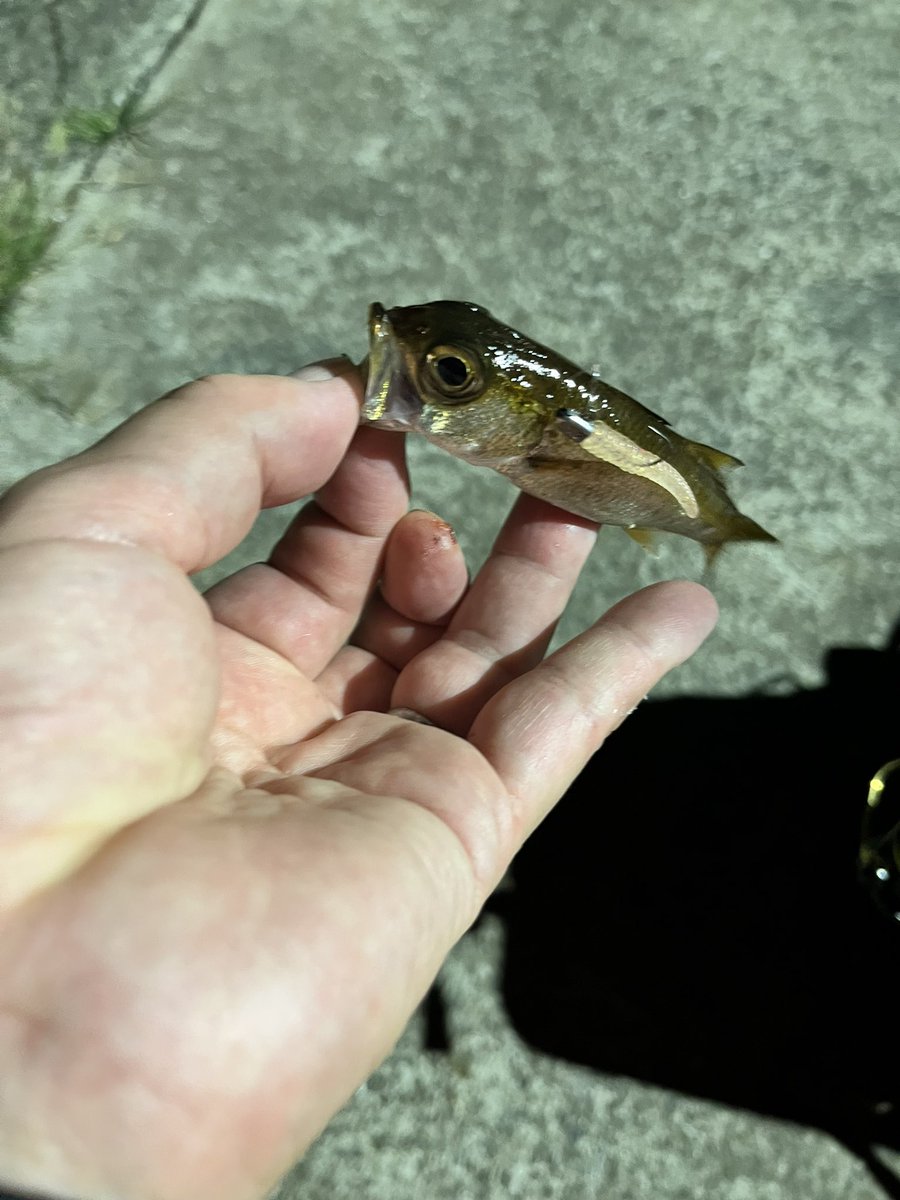 やっと千葉にアジが戻って来ました😭
チョー豆だけど😅
DAYでは初めてメタルキスゲームで1尾ゲット
写真撮り忘れ😮‍💨
#アジング　
#メタルキスゲーム
#シーライドミニ　
#外房