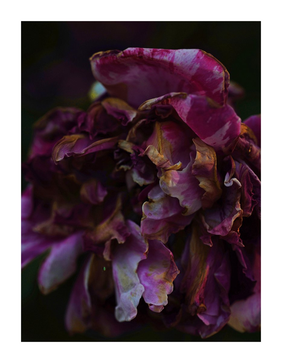 Et rose, elle à vécu...
#Baziège #macrophoto
18 juillet 2025