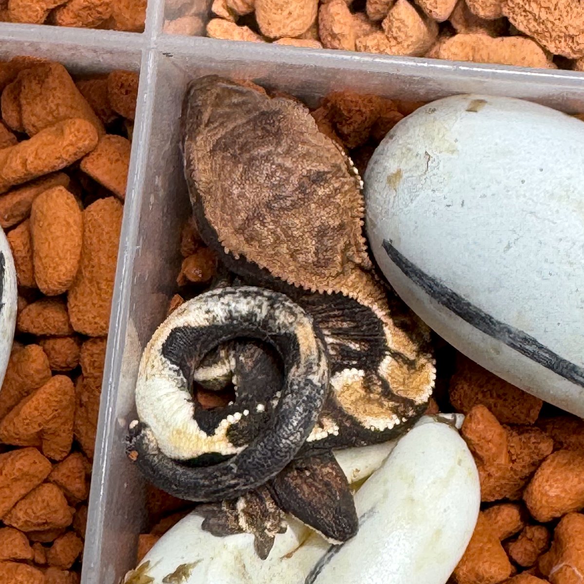 RadEye_reptiles's tweet image. 🦎🦎🦎