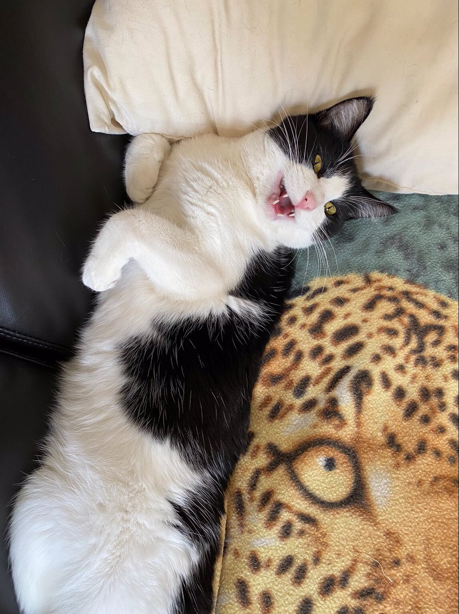 Happy 5th Birthday to me
Happy 5th Birthday to me
Happy 5th Birthday, I’m Wu-Tang
Happy 5th Birthday to me!

Hoom got me a new scratching pad! ❤️ I love to decorate the floor with bits I’ve bitten off the box! I got other stuff too. Here’s me today &amp; in the early days with Hoom.