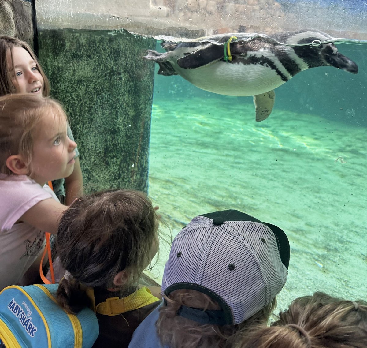 ZooBoise's tweet image. Summer is not over yet and neither are Zoo Boise Summer Camps.
There's still time to sign up your child for a wild adventure filled with animals, games, science, and fun. Let's end summer on a high note!
Learn more and register at zooboise.org/education-prog…